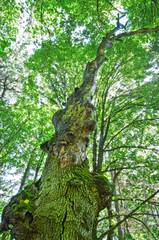 Fototapeta premium Ancient maple tree in forest with vertical perspective