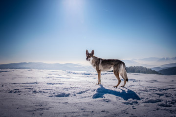 Fototapeta na wymiar Wolf dog in a bright sunny light on the snow