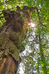 Ancient tree in forest with sun flare