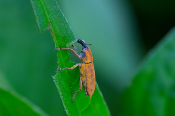 bug, weevil on leaf