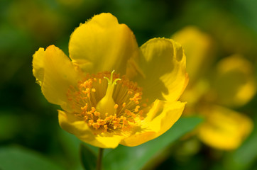 blossom of yellow flower, ST. John’s Wort