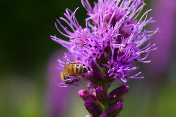 bee on violet liatris flower