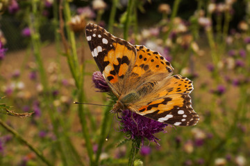 Diestelfalter Vanessa cardui