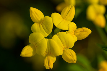 closeup of yellow flower blossom
