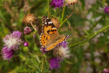 Diestelfalter Vanessa cardui