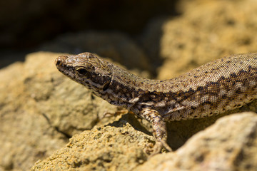 The sand lizard (Lacerta agilis) is a lacertid lizard. The habitat of the reptile is in a rocky area.  An old lizard resting on a rock on a Sunny day. The wise reptile, enjoy the passing life.