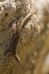 The sand lizard (Lacerta agilis) is a lacertid lizard. The habitat of the reptile is in a rocky area.  An old lizard resting on a rock on a Sunny day. The wise reptile, enjoy the passing life.