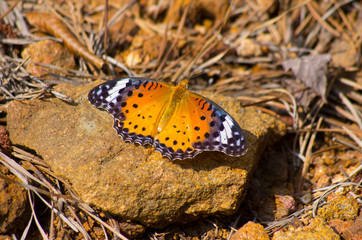 brown butterfly on stone