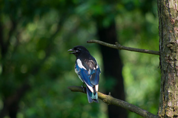 blue bird on a branch