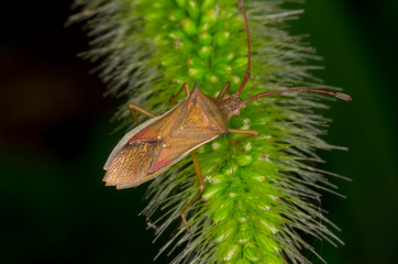 true bug on green leaf
