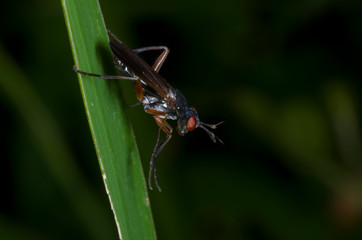 fly on a leaf