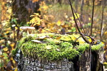 mushroom in the forest