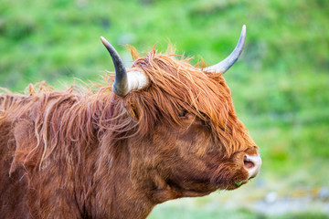 head of a  highland cattle in Scotland
