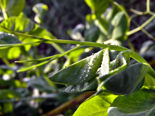 water drops on green leaf