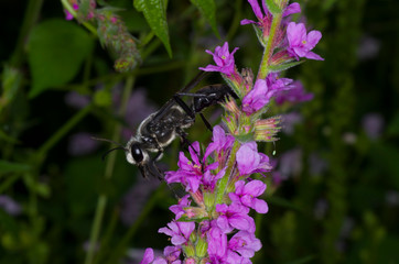 black wasp on pink flower, loosestrife