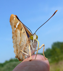 butterfly on hand