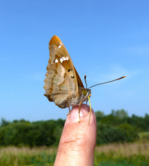 butterfly on hand