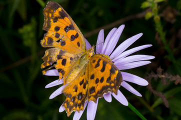 brown butterfly on violet daisy