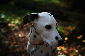 Beautiful dalmatian walk in the forest