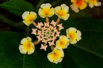 Fototapeta na wymiar closeup of yellow lantana flowers in garden