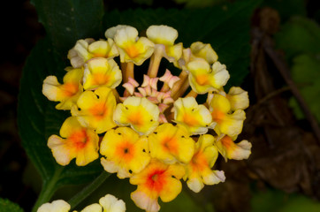 closeup of yellow lantana flowers in garden