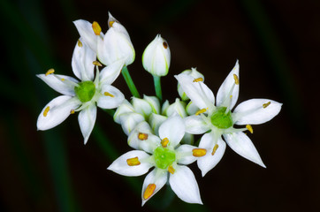 blossom of white flower, chives