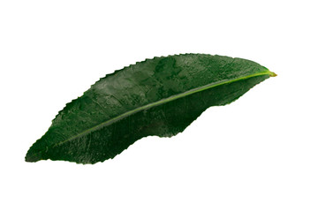 Green tea leaf isolated on white background