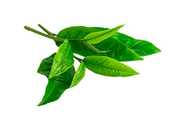 Green tea leaf isolated on white background