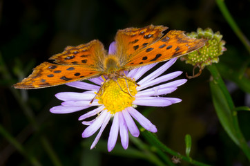 closeup of brown butterfly on flower