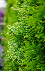 Pine branch in the park after rain