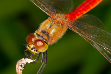 red dragonfly on leaf
