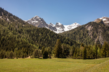 Obraz premium View of snowy mountains behind green wooded mountains at blue sky in swiss alps