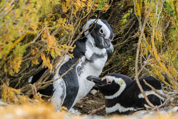 penguins brooding eggs in the nest