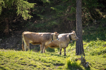 View from a cow herd in the swiss alps with meadows and mountains in spring at sunshine