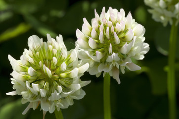 closeup of white clover flower