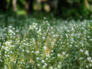 white flowers in the garden