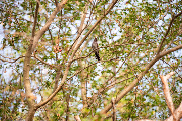 tree in spring