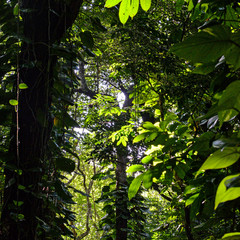 Tropical jungle foliage, Sri Lanka
