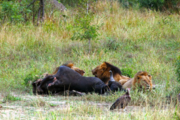 Three lions eating a buffalo