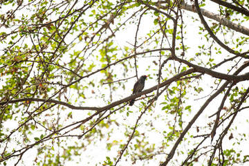 tree in spring