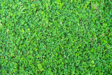 Green plant background and natural wallpaper texture.