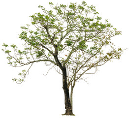 Obraz premium Isolated Tree On White Background