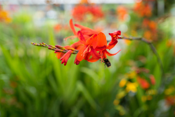 garden centre with plants and flowers for the garden