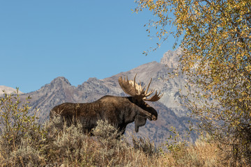 Bull Shiras Moose in Autumn  in Wyoming