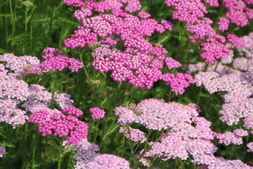Blooms Of The Summer, U of A Botanic Gardens, Devon, Alberta