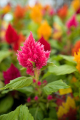 garden centre with plants and flowers for the garden