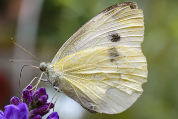Schmetterling,Kohlweißling; Bestäubung; Blüten; Sommer; Pollen, Naturschutz
