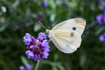 Schmetterling,Kohlweißling; Bestäubung; Blüten; Sommer; Pollen, Naturschutz