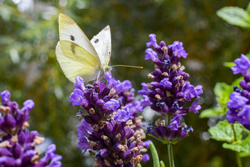 Schmetterling,Kohlweißling; Bestäubung; Blüten; Sommer; Pollen, Naturschutz