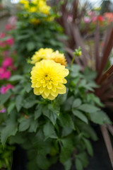 garden centre with plants and flowers for the garden